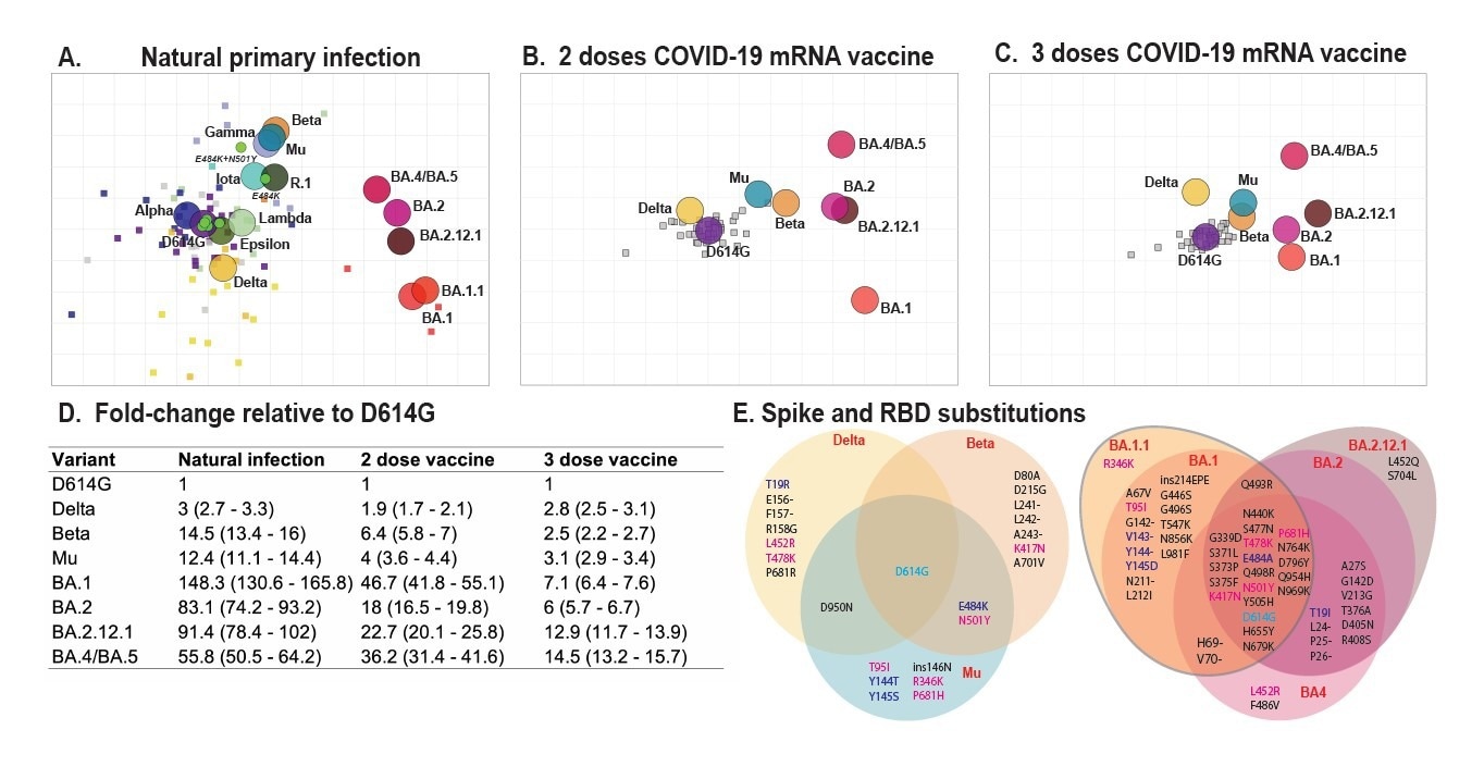 Antigenic maps made with neutralizing antibody titers from single-antigen exposure sera demonstrate BA.1, BA.2, BA.2.12.1, and BA.4/BA.5 are most antigenically distinct from other VOCs. Antigenic maps were made using antigenic cartography with titers for A) sera collected after convalescent primary infection with distinct VOCs and sera from uninfected individuals who received B) 2 doses or C) 3 doses of WT mRNA COVID-19 vaccines. Each grid-square side corresponds to a two-fold dilution in the pseudovirus neutralization assay. Antigenic distance is measured in any direction on the grid. Antigens are shown as circles and are labeled. Sera are shown as squares and are colored by infecting variant. D) Fold-difference in neutralization with 95% confidence intervals from the ancestral strain to each other variant on each map. For example, a fold-difference of four corresponds to two grid squares on the antigenic map. E) Substitutions in the spike and receptor-binding domains for all variants used in this study.