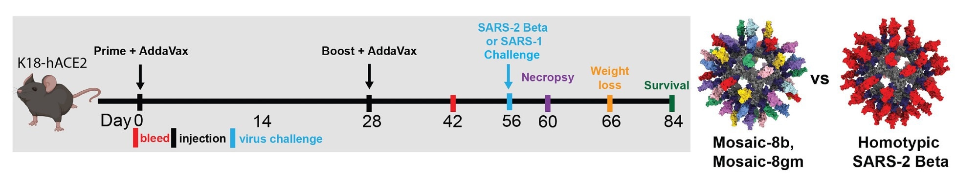 Mosaic-8b and homotypic SARS-2 Beta RBD-mi3 immunizations induced binding and neutralizing antibodies in K18 mice. (A) Left: Immunization schedule. K18-hACE2 mice were immunized with either 5 μg (RBD equivalents) mosaic-8b, mosaic-8 g, homotypic SARS-2 Beta, or the molar equivalent of unconjugated SpyCatcher003-mi3 nanoparticles. Right: Structural models of mosaic-8 and homotypic RBD-mi3 nanoparticles constructed using PDB 7SC1 (RBD), PDB 4MLI (SpyCatcher), and PDB 7B3Y (mi3).