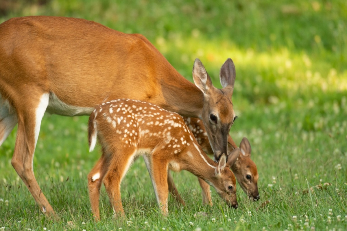 Study: Persistence of SARS-CoV-2 neutralizing antibodies longer than 13 months in naturally-infected, captive white-tailed deer (Odocoileus virginianus), Texas. Image Credit: Tony Campbell/Shutterstock