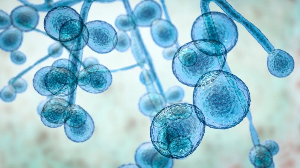 Study: Antifungal therapy in the management of fungal secondary infections in COVID-19 patients: A systematic review and meta-analysis. Image Credit: Kateryna Kon / Shutterstock.com