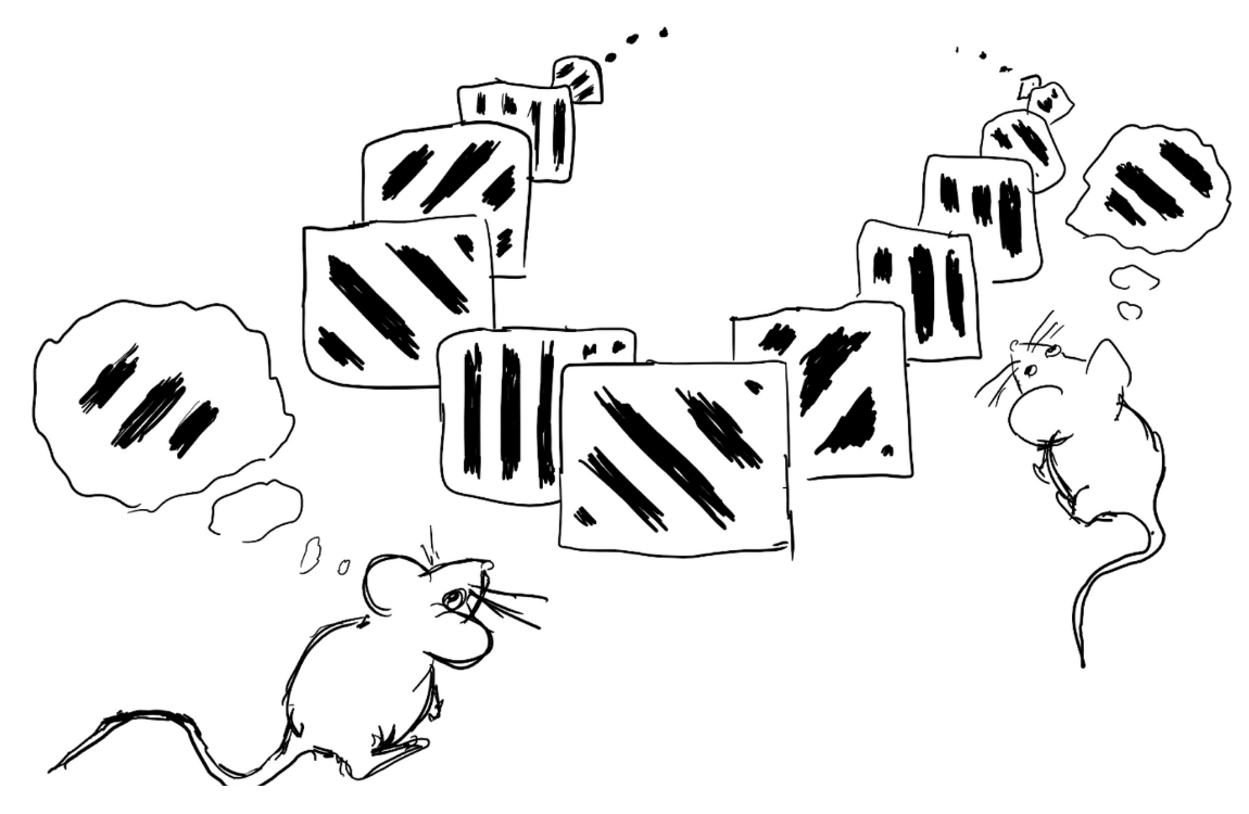 Mice study shows how working memory is maintained across interconnected brain regions