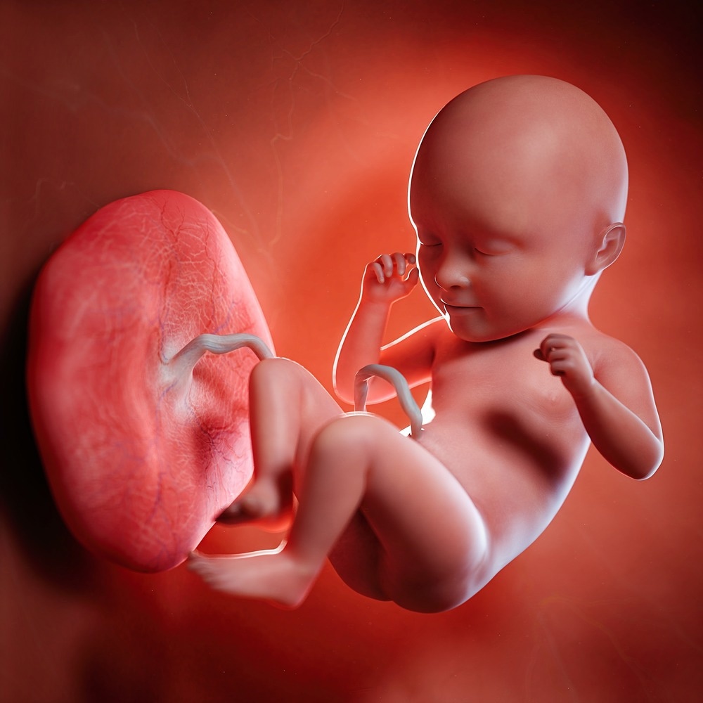 Study: The placental pathology in Coronavirus disease 2019 infected mothers and its impact on pregnancy outcome. Image Credit: SciePro / Shutterstock.com