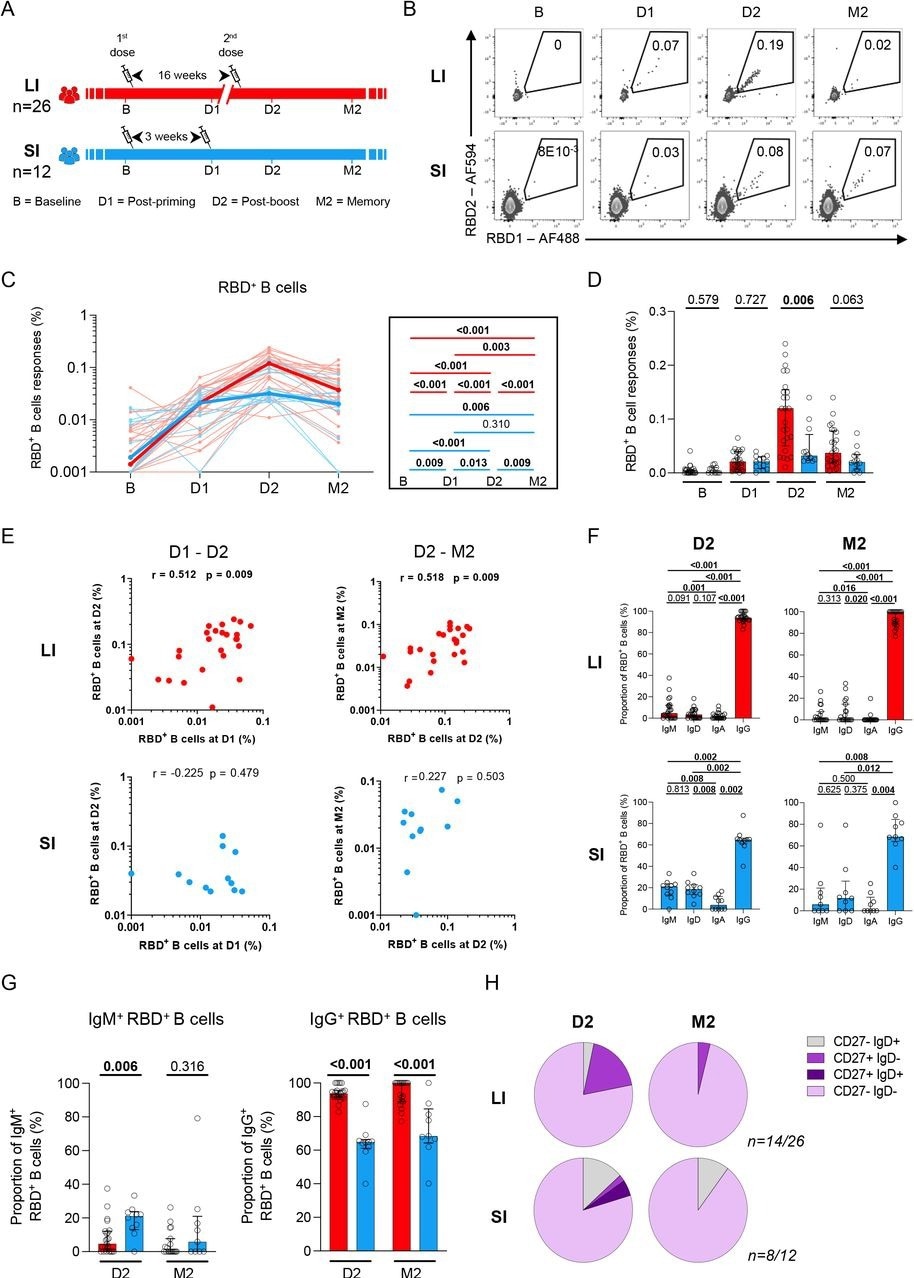 A 16-week delayed boost enhances the magnitude and maturation of B cell responses. (A) Schematic representation of study design. Blood samples were analyzed at 4 time points in the long (red) interval (LI) and short (blue) interval (SI) cohorts: baseline (B); 3 weeks after priming (D1), 1-3 weeks after boost (D2) and 10-16 weeks after boost (M2). (B) Representative examples of RBD-specific B cell responses. (CD) Kinetics of RBD-specific B cell responses in LI (red) vs SI (blue) cohorts. (C) The bold line represents cohort’s median value. Right panel: Wilcoxon tests. (D) Inter-cohort comparisons. Bars represent medians ± interquartile ranges. Mann-Whitney tests are shown. (E) Scatter plots showing temporal RBD+ B cell correlations in the LI and SI cohorts. r: correlation coefficient. Significant correlations by Spearman tests (p<0.05) are shown in bold. (F) Frequencies of IgD, IgM, IgA and IgG-positive cells within RBD-specific B cells within each cohort, paired comparisons with Wilcoxon tests. (G) Proportion of IgM+ and IgG+ cells among RBD+ B cell cells, with Mann-Whitney tests for comparison between the LI and SI cohorts. (H) Proportion of IgD+/-and CD27+/- populations in RBD-specific B cells. In H, only D2 and M2 provided enough events for analysis. In C-E