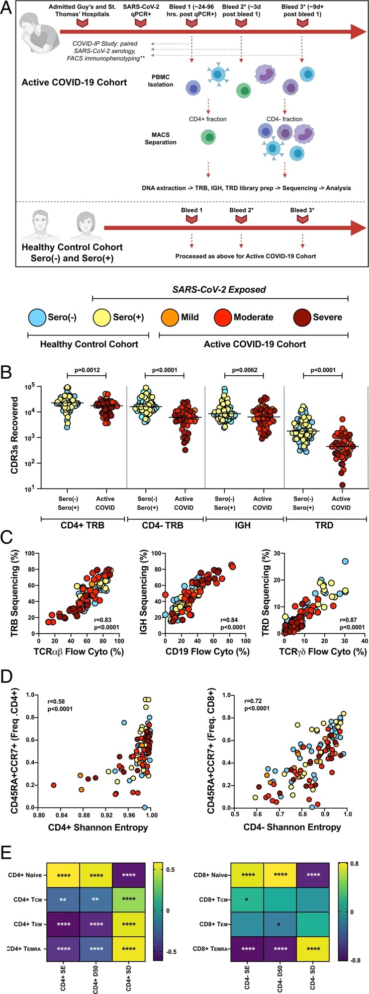 Application of immunoPETE to the COVID-IP Study cohort enables efficient, high fidelity, and quantitative recovery of TRB, IGH, and TRD CDR3s from peripheral blood mononuclear cells (PBMCs). (A) Summary of workflow for samples recruited into the present study. MACS: magnetic-activated cell sorting. *Not all donors had longitudinal blood sampling. **Not all healthy control samples were run through the full COVID-IP Study pipeline. All samples had SARS-CoV-2 serology data. (B) Recovery of CDR3s from sero(–) (n = 47), sero(+) (n = 26), mild (n = 10), moderate (n = 26), and severe (n = 16 CD4+; n = 15 CD4− fraction) samples by immunoPETE. gDNA (2 × 250-ng replicates) was used for CD4+ library preparation (prep) and 1,000 ng of gDNA (4 × 250-ng replicates) was used for CD4− library preparation. Bar indicates the median value. Mann–Whitney U test results are shown. (C) Correlation between immunoPETE and flow cytometry (cyto). Percentage of TRB, IGH, and TRD CDR3s recovered by immunoPETE sequencing in the CD4− fraction (y-axis) versus percentage of CD3+ (n = 112), CD19+ (n = 112), and TCRγδ+ (n = 112) assayed by flow cytometry (x-axis) of the same sample. Spearman’s correlation was used for analysis. (D) Correlation of overall CD4+ TRB (Left) and CD4− TRB (Right) diversity with frequency (freq) of naïve (CD45RA+CCR7+) CD4+ (n = 107) or CD8+ T cells (n = 106), respectively, as previously reported in the COVID-IP Study. Spearman’s correlation was used for analysis.