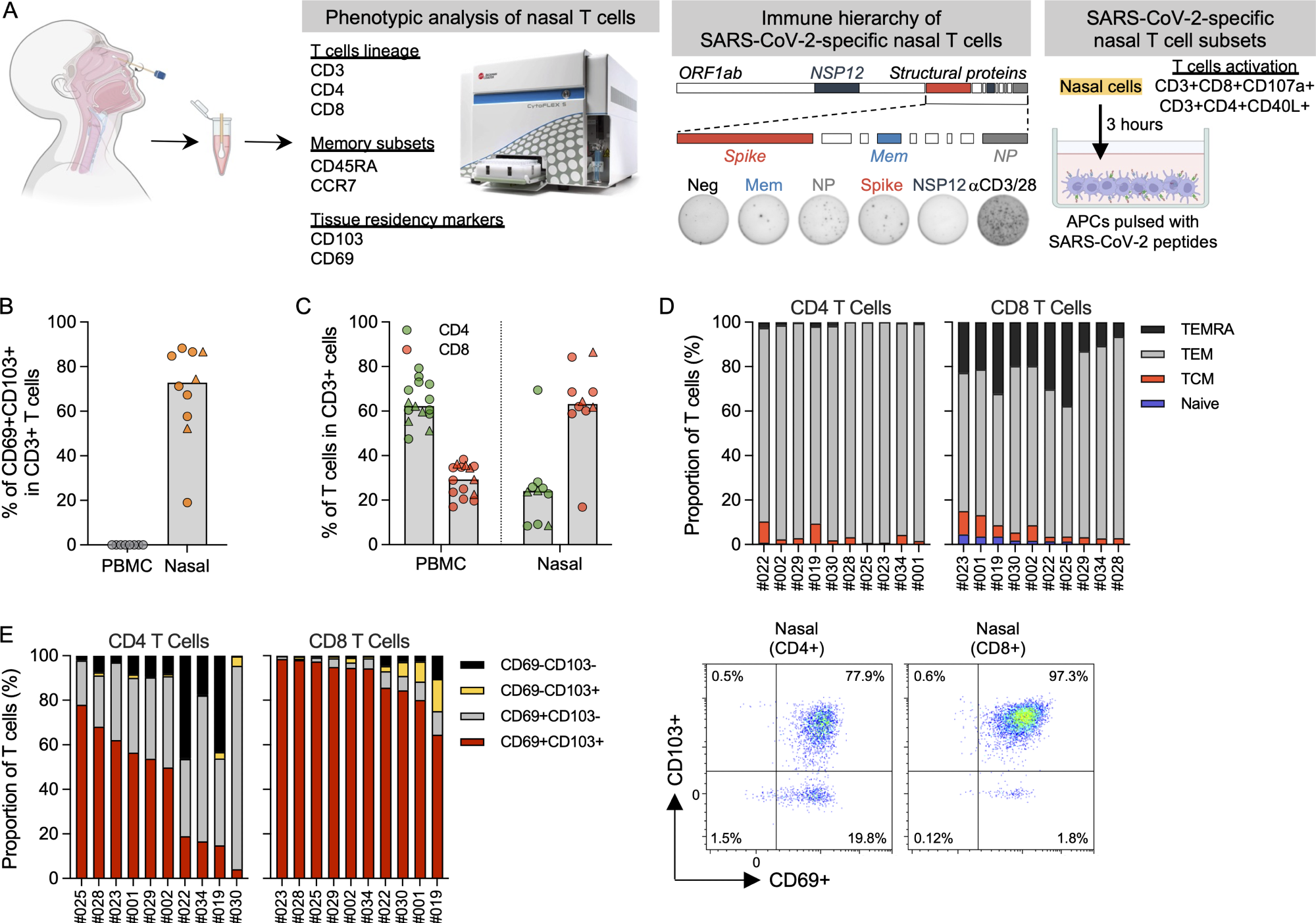 Phenotypic analysis of T cells in nasal secretion. (A) Schematic of experimental design. (B) Frequency of tissue-resident T cells present in PBMCs (n = 8) and nasal secretion (n = 10). Convalescent vaccinees are indicated by a triangle symbol. (C) Frequency of CD4 and CD8 T cells present in PBMCs (n = 14) or nasal cells (n = 10). Convalescent vaccinees are indicated by a triangle. (D) Proportion of naive (CCR7+CD45RA+), central (CCR7+CD45RA−; TCM), effector (CCR7−CD45RA−; TEM) and terminally differentiated (CCR7−CD45RA+; TEMRA) memory CD4+ and CD8+ nasal T cells (n = 10). (E) Proportion of tissue-resident marker (CD69 and CD103) expression on CD8 and CD4 nasal T cells (n = 10) and corresponding representative plots.