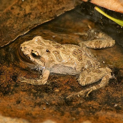 Study provides important clues for protecting frogs from lethal Bd infection