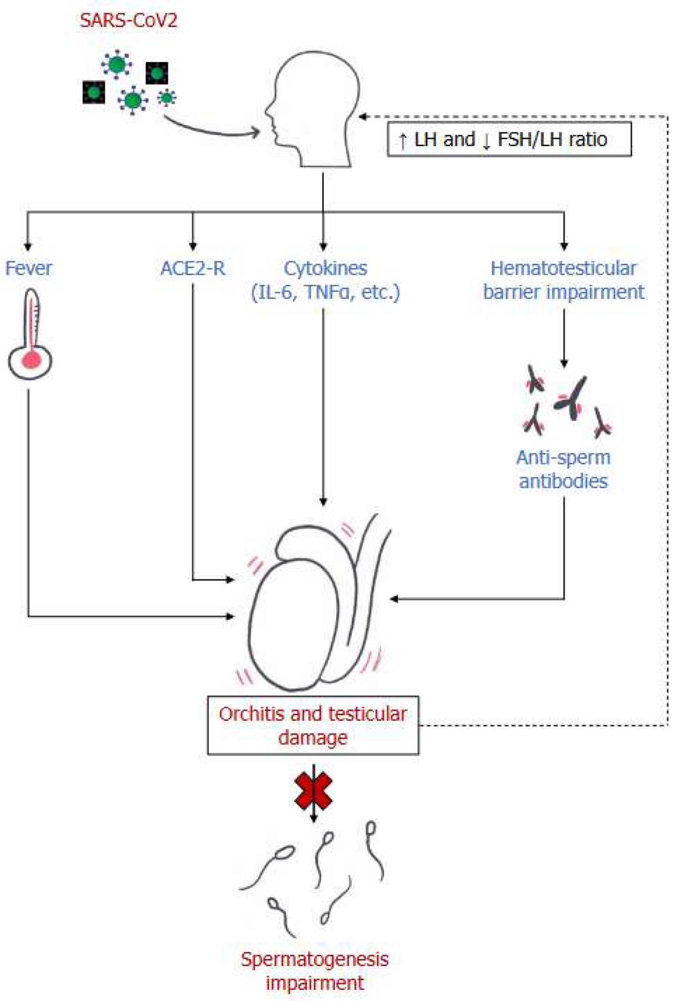 Main mechanisms of male reproductive system damage in SARS-CoV2 infection.