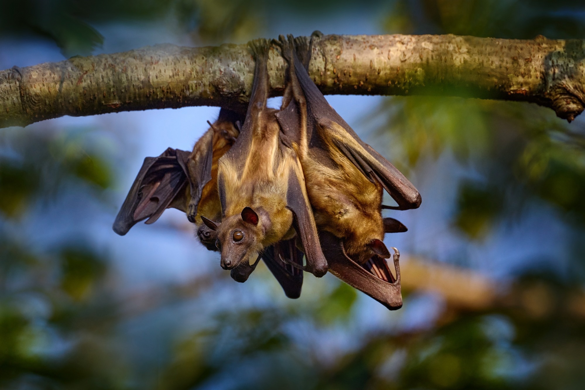 Study: Seasonal shedding of coronavirus by straw-colored fruit bats at urban roosts in Africa. Image Credit: Ondrej Prosicky / Shutterstock