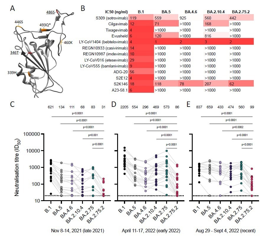 BA.2.75.2 escapes neutralizing antibodies. (A) Differences from BA.2 in BA.2.75 (orange), and BA.2.75.2 (red, underlined), are depicted upon the SARS-CoV-2 BA.2 RBD (pdb:7UB0). *indicates reversion. Sensitivity of SARS-CoV-2 omicron sublineages relative to B.1 (D614G) to neutralization by (B) monoclonal antibodies, and randomly sampled sera from blood donated in Stockholm, Sweden between (C) 8-14 Nov 2021 (N=18), (D) 11-17 April 2022 (N=18) and (E) 29 Aug - 4 Sept 2022 (N=16). Sera with neutralization <50% at the lowest dilution tested (20) are plotted as 20 (dotted line). ID50, 50% inhibitory dilution; IC50, 50% inhibitory concentration.