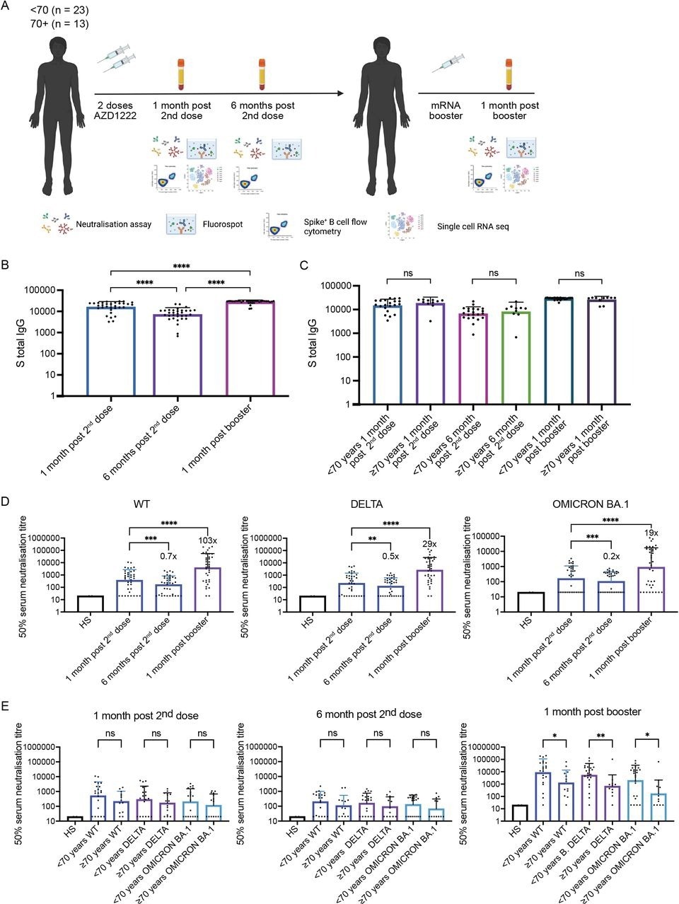 Longitudinal neutralising plasma antibody titres against Wu-1 D614G WT, Delta, and Omicron BA.1 variants from AZD1222 vaccinated individuals boosted with an mRNA-based vaccine. (A) Study design - 36 individuals vaccinated with AZD1222 and boosted with an mRNA-based vaccine were recruited. Longitudinal blood draws occurred 1 month post second dose, 6 months post second dose, and 1 month post booster. (B) Total anti-Spike IgG binding antibody responses at 1 month post second dose, 6 months post second dose, and 1 month post booster. Wilcoxon matched-pairs signed-rank test was used. **** p < 0.0001. (C) Total anti-Spike IgG binding antibody responses at 1 month post second dose, 6 months post second dose, and 1 month post booster stratified by those below age 70 and those age 70 and above. Mann-Whitney test was used. NS is non-significant. (D) Neutralisation titres (ID50) of sera was measured against Wu-1D614GWT, Delta, and Omicron for each time point. A Wilcoxon matched-pairs signed-rank test was used to determine significance in titres between time points. ** p < 0.01, *** p < 0.001, **** p < 0.0001. (E) Neutralisation titres (ID50) against against Wu-1 D614G WT, Delta, and Omicron BA.1 stratified by those below age 70 and those age 70 and above. Mann-Whitney test was used. NS is non-significant. * p < 0.05, ** p < 0.01.