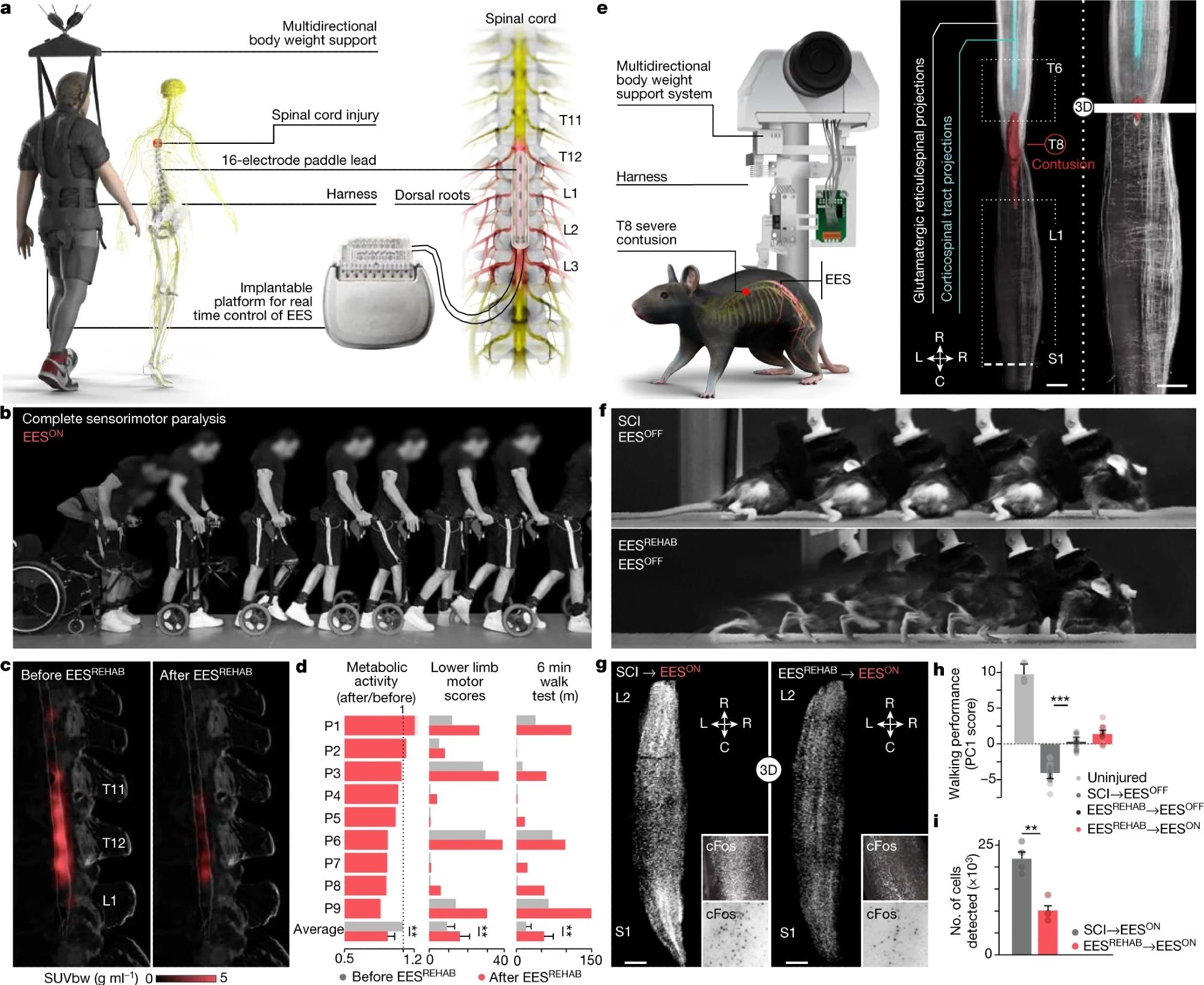Body weight support system enabling overground walking and wireless implantable pulse generator operating in closed loop, connected to a paddle lead targeting the dorsal roots that innervate lumbosacral segments. b, Chronophotography showing the transitioning from sitting to walking in a representative participant. c, 18FDG-PET projected onto a personalized model of the spinal cord elaborated from high-resolution MRI (participant ID DM002), showing the metabolic activity of the spinal cord—expressed as standardized uptake value (SUVbw)—in response to walking before and after EESREHAB. d, Bar plots reporting the relative change in normalized FDG-PET metabolic activity during walking before and after EESREHAB, the lower limb motor scores, and the distance covered during the 6-min walk test (n = 9; metabolic activity mixed-effects model: t = −3.2, P = 0.002; lower limb motor scores, paired samples two-tailed t-test: t = 3.7, P = 0.0063; distance covered, paired samples two-tailed t-test: t = 3.5; P = 0.0076). e, Left, body weight support system enabling overground walking in mice, with implantable electrodes to deliver EES. Right, spinal cord visualization of projections from neurons in the motor cortex and glutamatergic (vGluT2ON) neurons in the reticular formation, traced with AAV5-CAG-COMET-GFP and AAV5-CAG-DIO-COMET-tdTomato, respectively. Scale bars, 1 mm. f, Chronophotography of representative mice with SCI only (SCI, EESOFF) or SCI with EESREHAB (EESREHAB, EESOFF). g, Lumbar spinal cord expression of cFos following walking with EESON following SCI or SCI with EESREHAB. Scale bars, 500 μm. h, Walking performance of uninjured mice (n = 3), mice with SCI (n = 10), and mice with SCI and EESREHAB tested with EESOFF (n = 10) or EESON (n = 10) (one-way ANOVA; Tukey’s honest significant difference for SCI versus EESREHAB→EESOFF: P = 3.3 × 10–11). i, The number of neurons expressing cFos(cFosON) (mice with SCI with EESON, n = 4; mice with EESREHAB and EESON, n = 4; independent samples two-tailed t-test: t = –5.7; P = 0.001). h,i, Bars show mean ± s.e.m. with individual points overlaid. *P < 0.05, **P < 0.01, ***P < 0.001.