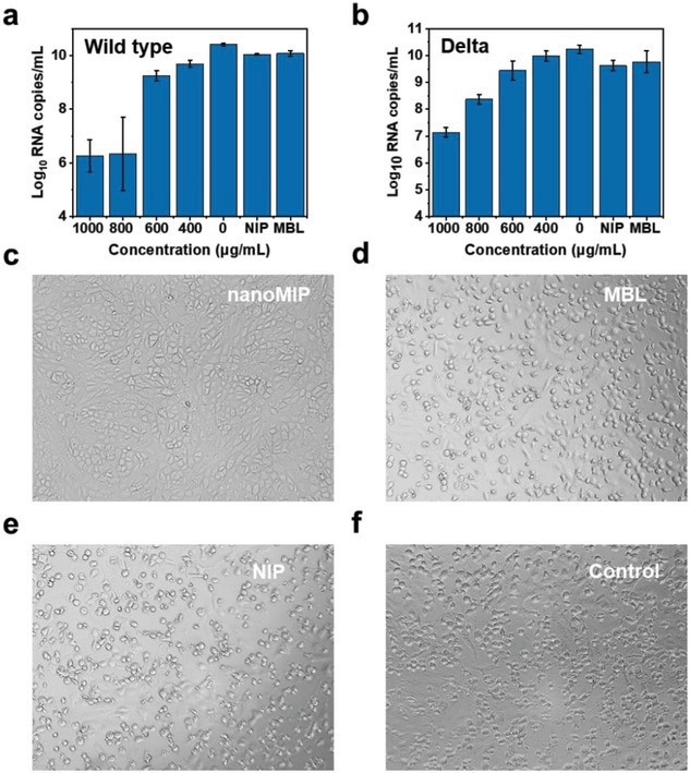 Potent inhibition of live viruses. a,b) The authentic SARS-CoV-2 virus (wild type and Delta) RNA load at 3 days post-infection from Vero cells treated with different concentrations of nanoMIP. Mean ± SD, n   =   3. c–f) Cytopathic effect (CPE) images of Vero cells treated with nanoMIP (800 µg mL−1), NIP (800 µg mL−1), and MBL (10 µg mL−1) under the infection of live SARS-CoV-2 for 3 days.