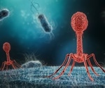 Exploring synthetic engineering of bacteriophages