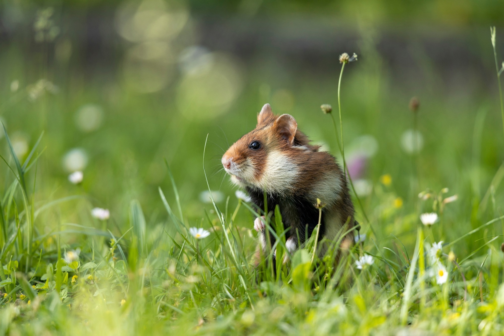 Study: Intranasal mRNA-LNP vaccination protects hamsters from SARS-CoV-2 infection. Image Credit: An13nA/Shutterstock