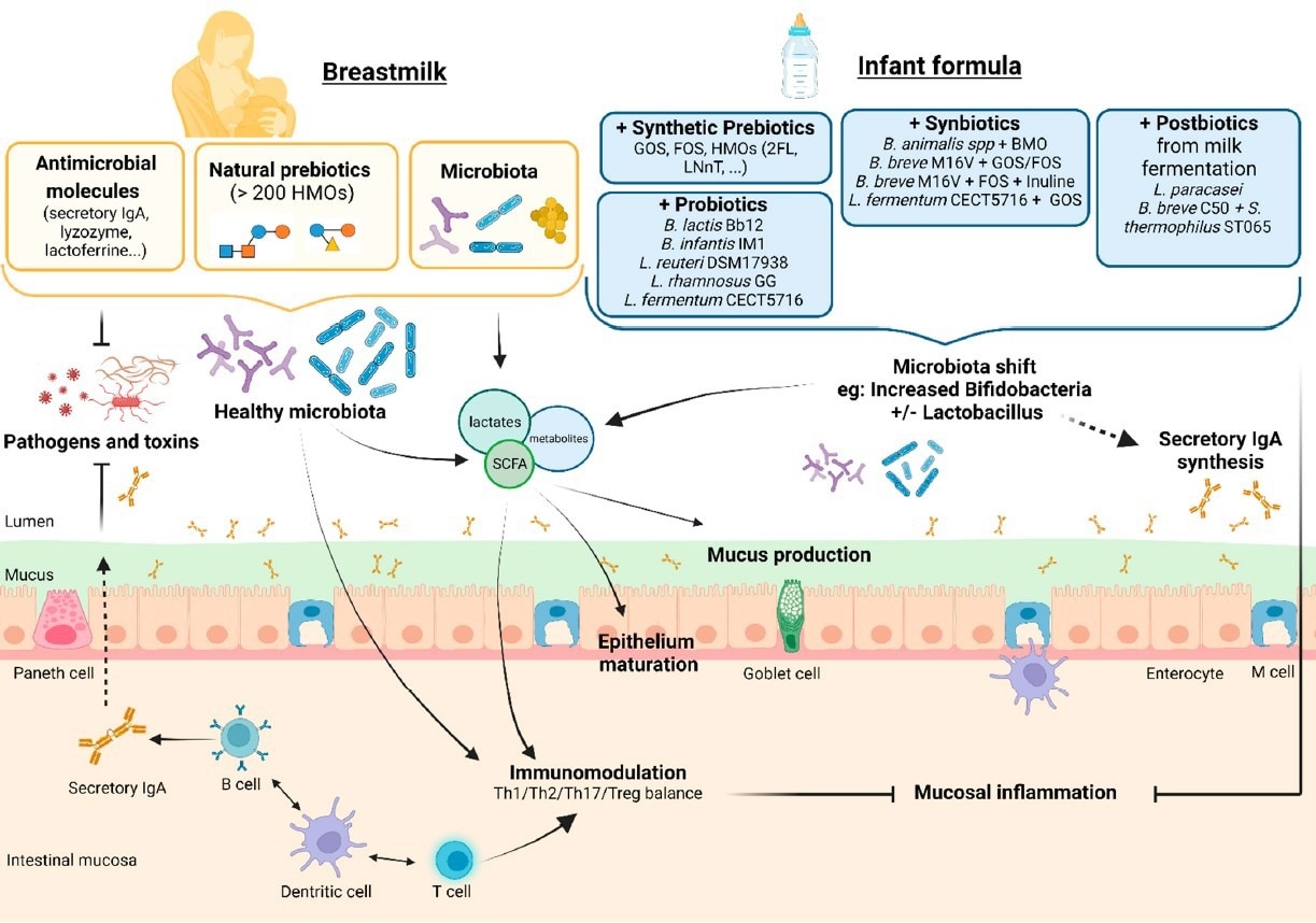 Supposed effects on the intestinal barrier, immunity, and microbiota of infant formula supplemented with pre-, pro-, syn-, and postbiotics compared to breastfeeding. Legend: BMOs— bovine-milk-derived oligosaccharides; FOSs—fructo-oligosaccharides; GOSs—galacto-oligosaccharides; HMOs—human milk oligosaccharides.