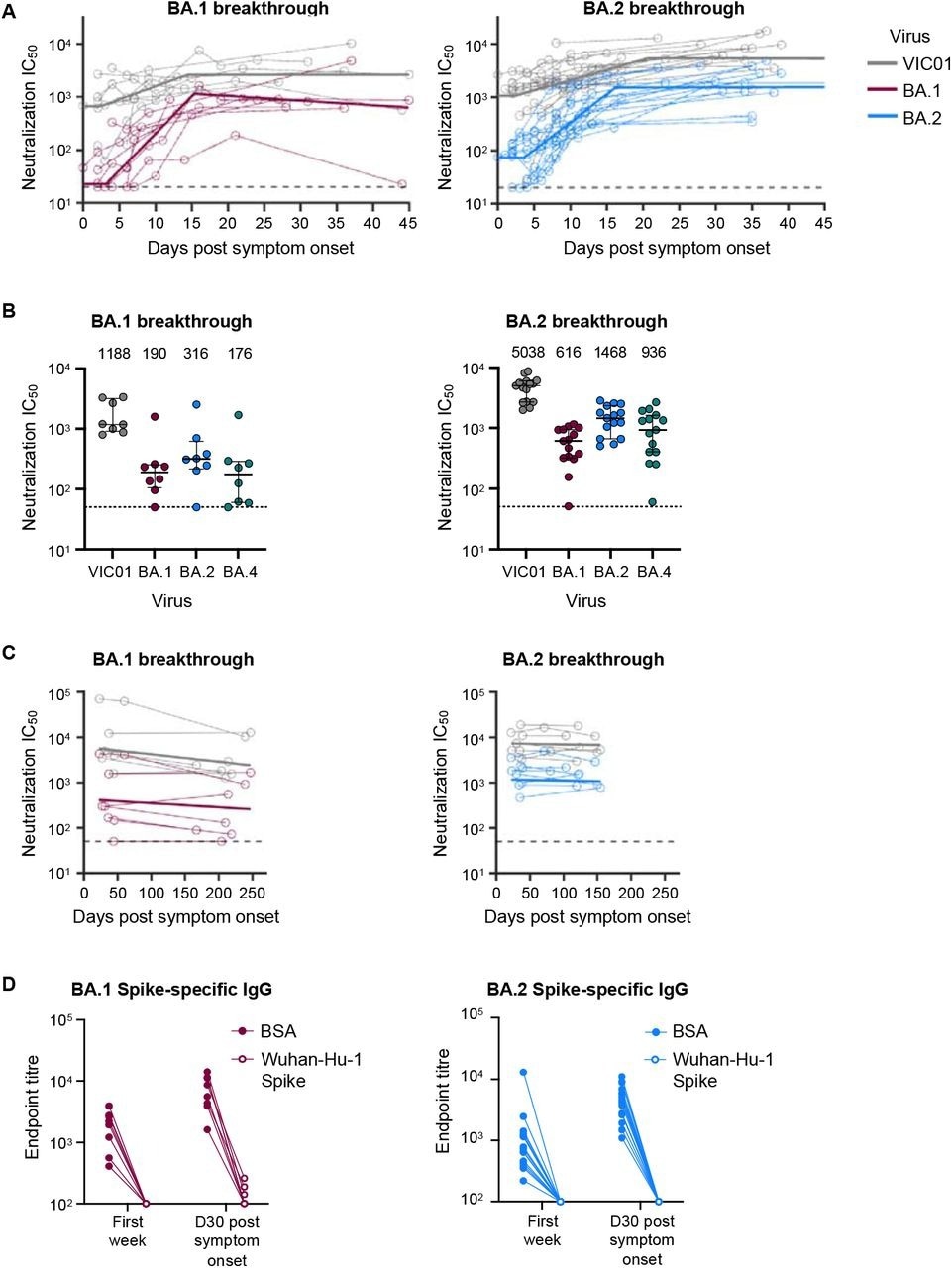 Omicron BA.1 and BA.2 breakthrough infection rapidly recalls neutralising antibodies that are broad and durable. (A) Kinetics of plasma neutralization activity following breakthrough infection against ancestral VIC01 or matched infecting Omicron BA.1 and BA.2 strains. Thick lines represent the mean estimate from the piecewise linear regression model using the estimated parameters. Plasma neutralization activity was measured using a live virus neutralization assay against SARS-CoV-2 clinical isolates in HEK293T cells transduced with ACE2 and TMPRSS2. (B) Neutralization mediated by BA.1 and BA.2 breakthrough plasma against ancestral VIC01, Omicron BA.1, BA.2, and BA.4 strains at a median of 34 days post-symptom onset. Data are presented as median ± IQR. (C) Longitudinal decay kinetics of plasma neutralization activity following breakthrough infection against ancestral VIC01 or matched infecting Omicron BA.1 or BA.2 strains up to 4-7 months post-symptom onset. The best-fit decay slopes (thick lines) are depicted. (D) IgG antibody endpoint titers against BA.1 spike for BA.1 breakthrough subjects (red) and against BA.2 spike for BA.2 breakthrough subjects (blue) following pre-incubation with BSA control (closed circles) or ancestral Wuhan-hu-1 spike (open circles).
