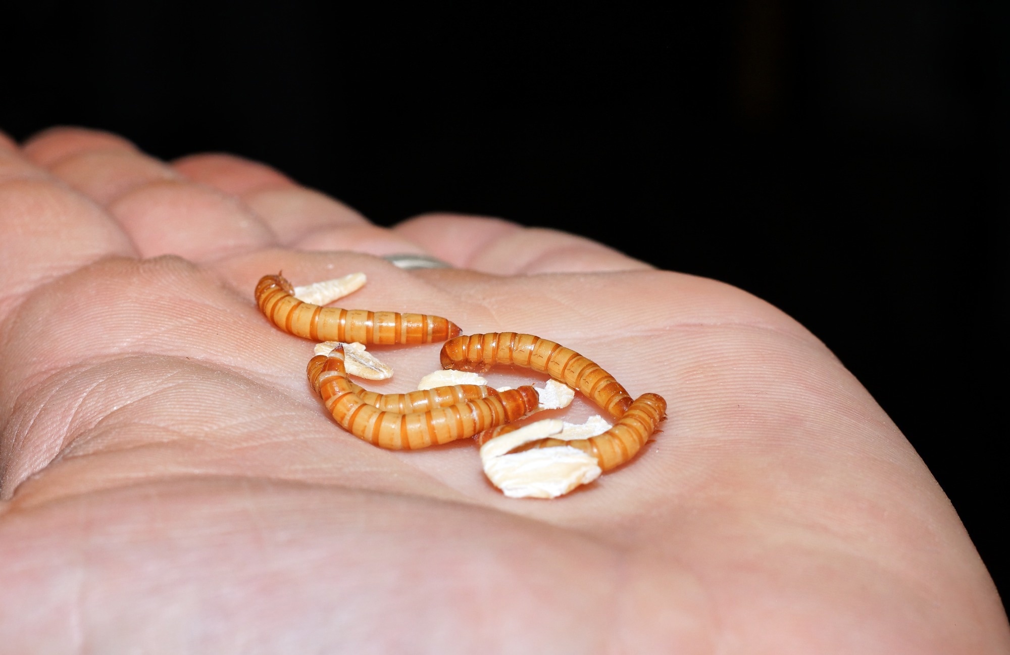 Yellow mealworm