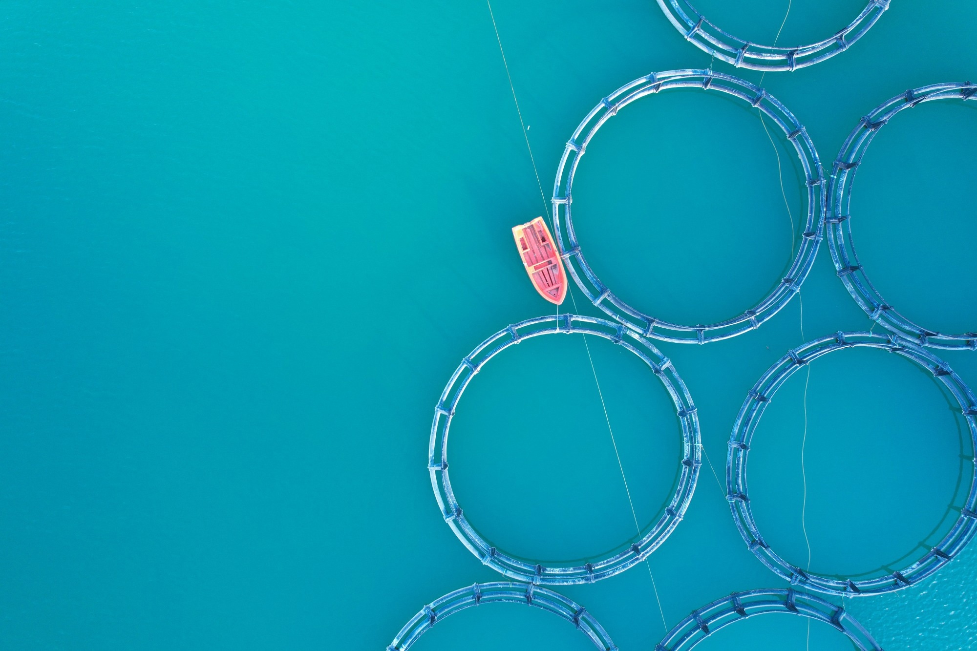 Impact of Global Warming on the Severity of Viral Diseases: A Potentially Alarming Threat to Sustainable Aquaculture Worldwide