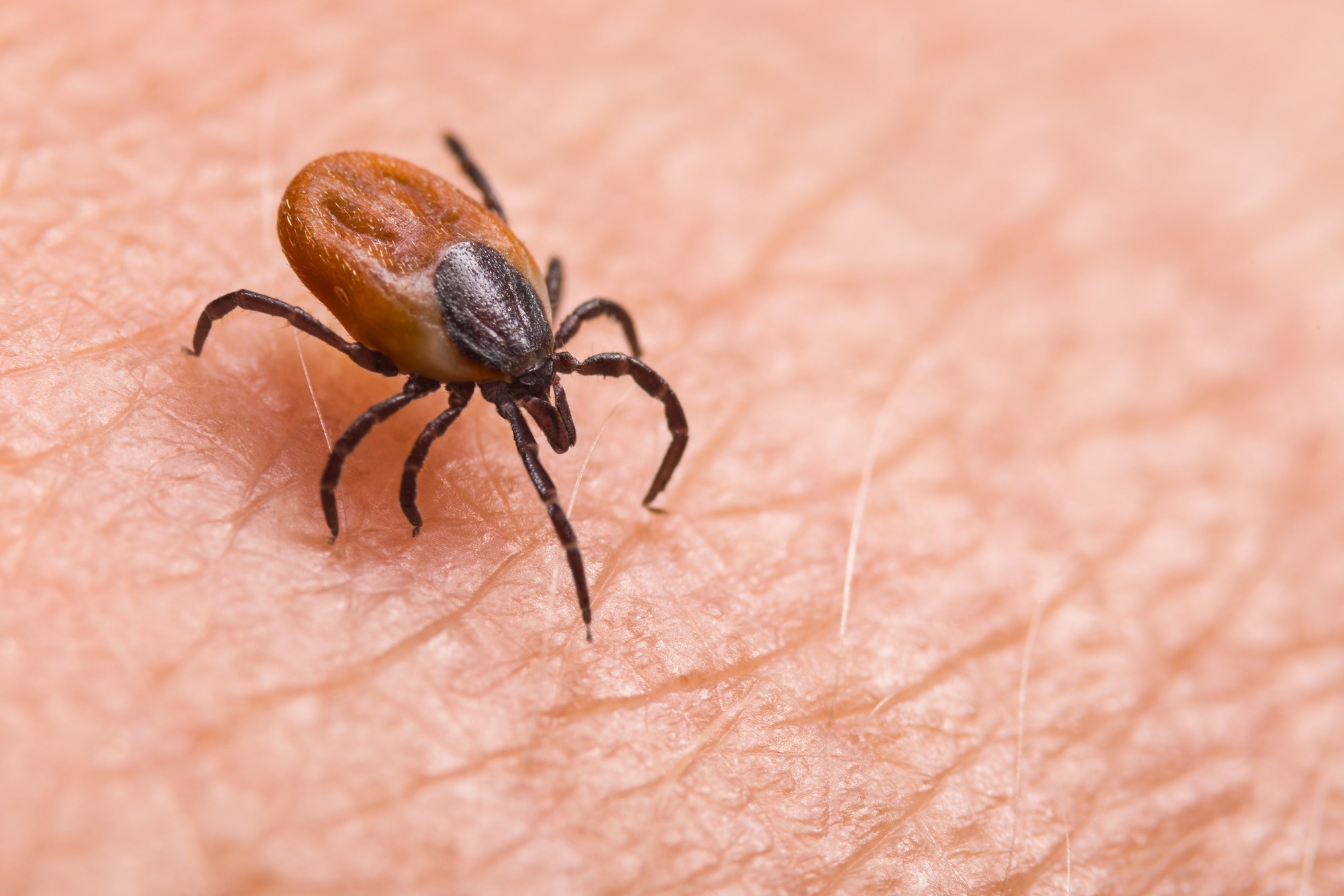 Study: Novel Orthonairovirus Isolated from Ticks near China–North Korea Border. Image Credit: KPixMining/Shutterstock.com