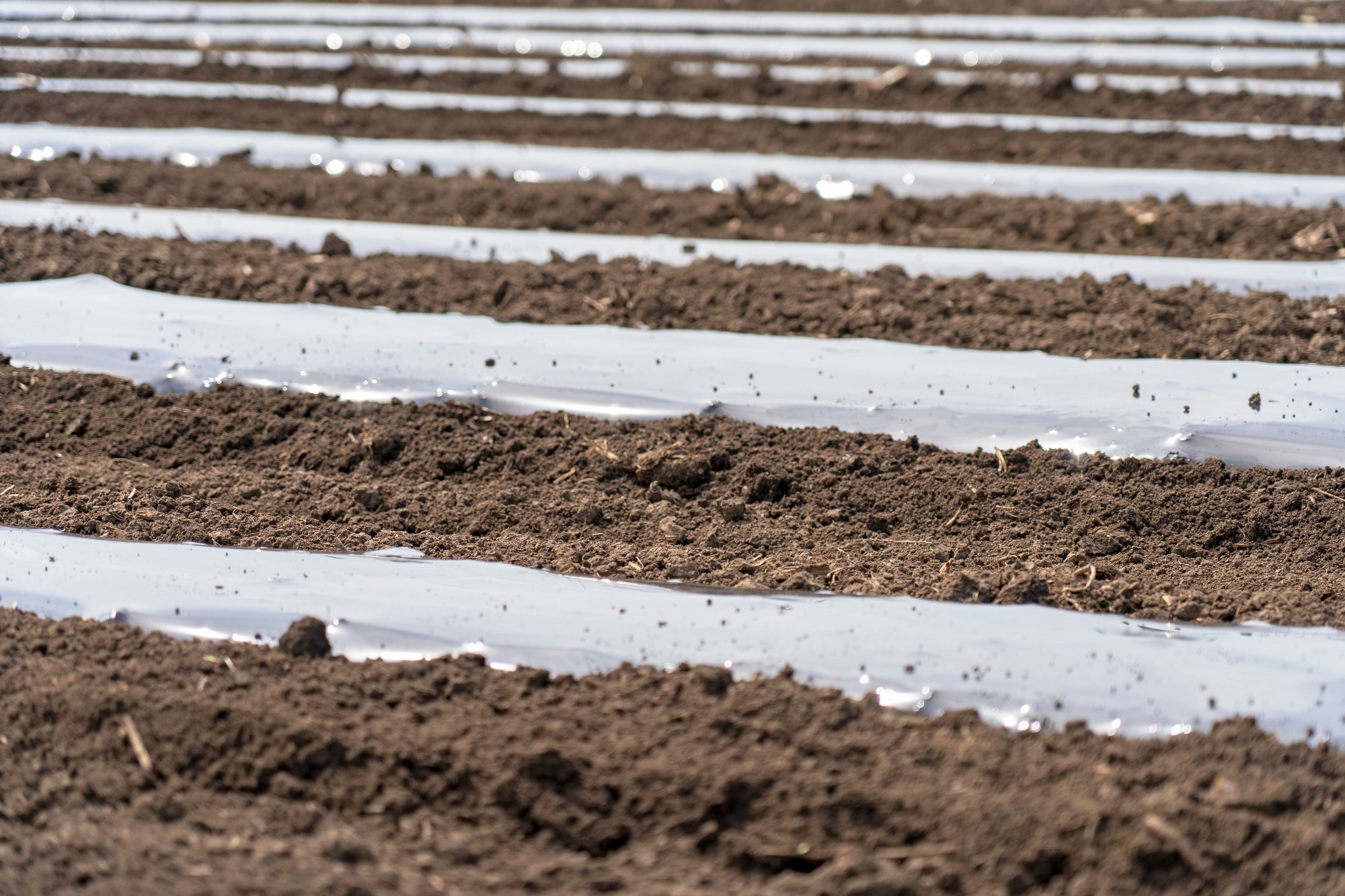 Study: Agricultural plastics as a potential threat to food security, health, and environment through soil pollution by microplastics: Problem definition. Image Credit: RGtimeline/Shutterstock.com