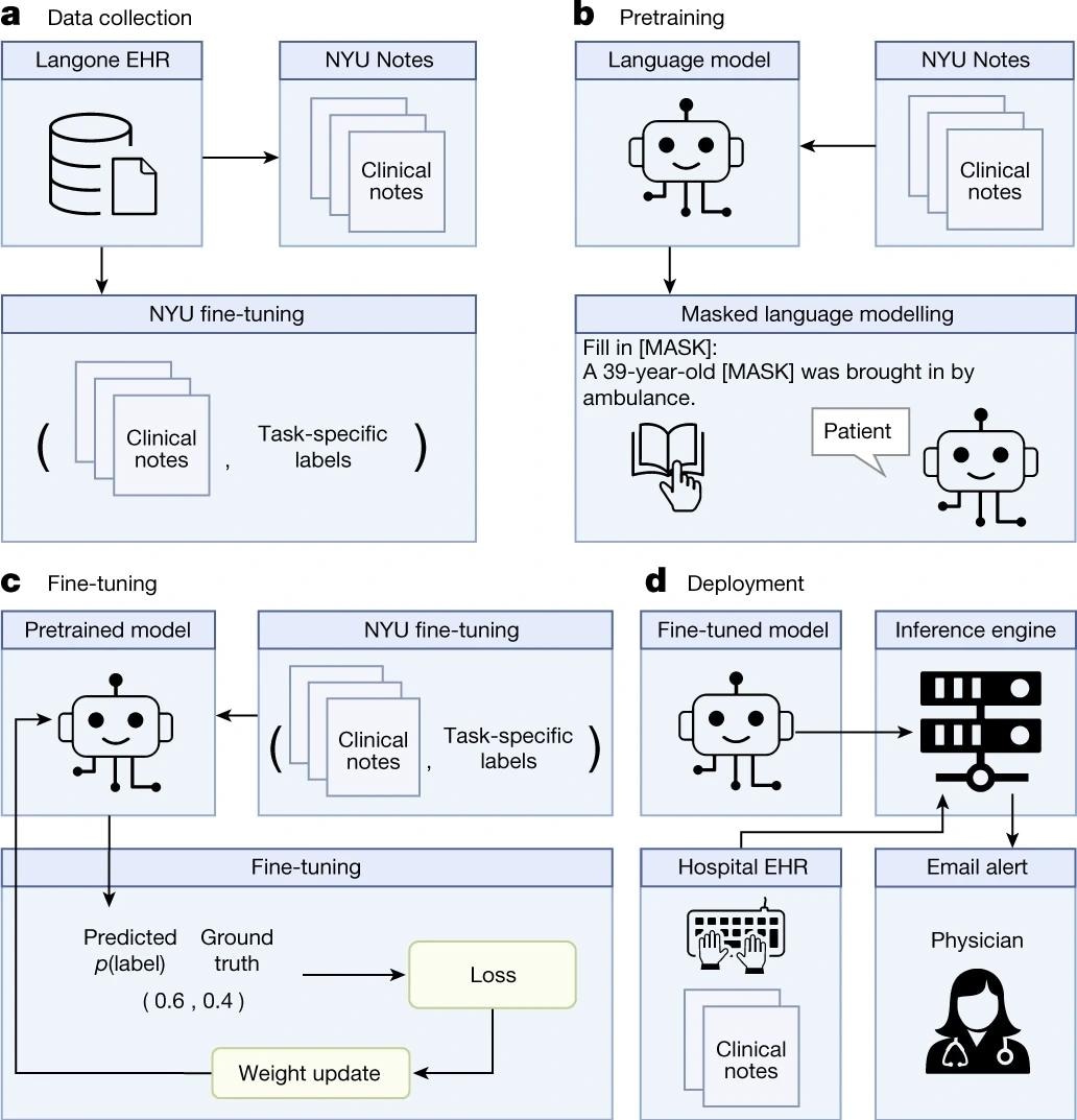 a, We queried the NYU Langone EHR for two types of datasets. The pretraining dataset, NYU Notes, contains 10 years of inpatient clinical notes (387,144 patients, 4.1 billion words). There are five fine-tuning datasets. Each contains 1–10 years of inpatient clinical notes (55,791–413,845 patients, 51–87 million words) with task-specific labels (2–4 classes). b, We pretrained a 109 million-parameter BERT-like LLM, termed NYUTron, on the entire EHR using an MLM task to create a pretrained model for medical language contained within the EHR. c, We subsequently fine-tuned the pretrained model on specific tasks (for example, 30-day all-cause readmission prediction) and validated it on held-out retrospective data. d, Lastly, the fine-tuned model was compressed into an accelerated format and loaded into an inference engine, which interfaces with the NYU Langone EHR to read discharge notes when they are signed by treating physicians.