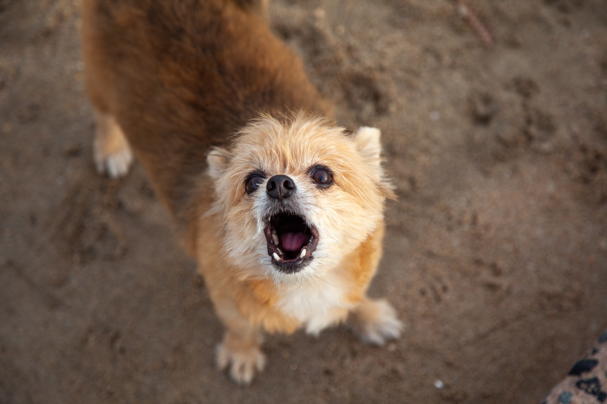 Study: The risk of being bitten by a dog is higher on hot, sunny, and smoggy days. Image Credit: Nitiphonphat / Shutterstock.com