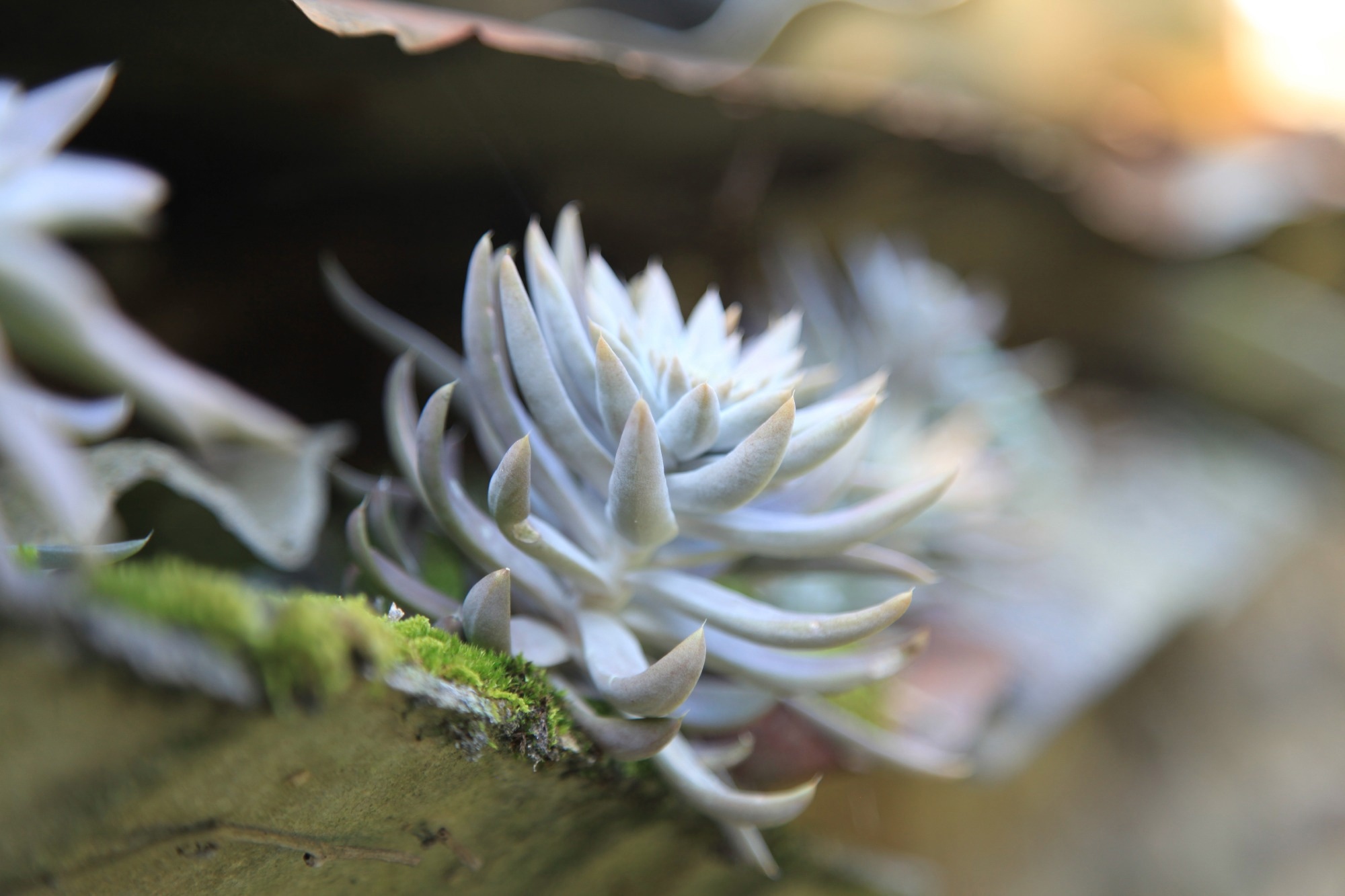Study: Efficacy of FRO on Acne Vulgaris Pathogenesis. Image Credit: Steve Jangs / Shutterstock.com