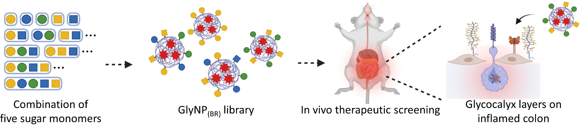 Anti-inflammatory nanoparticles show promise in treating inflammatory bowel disease