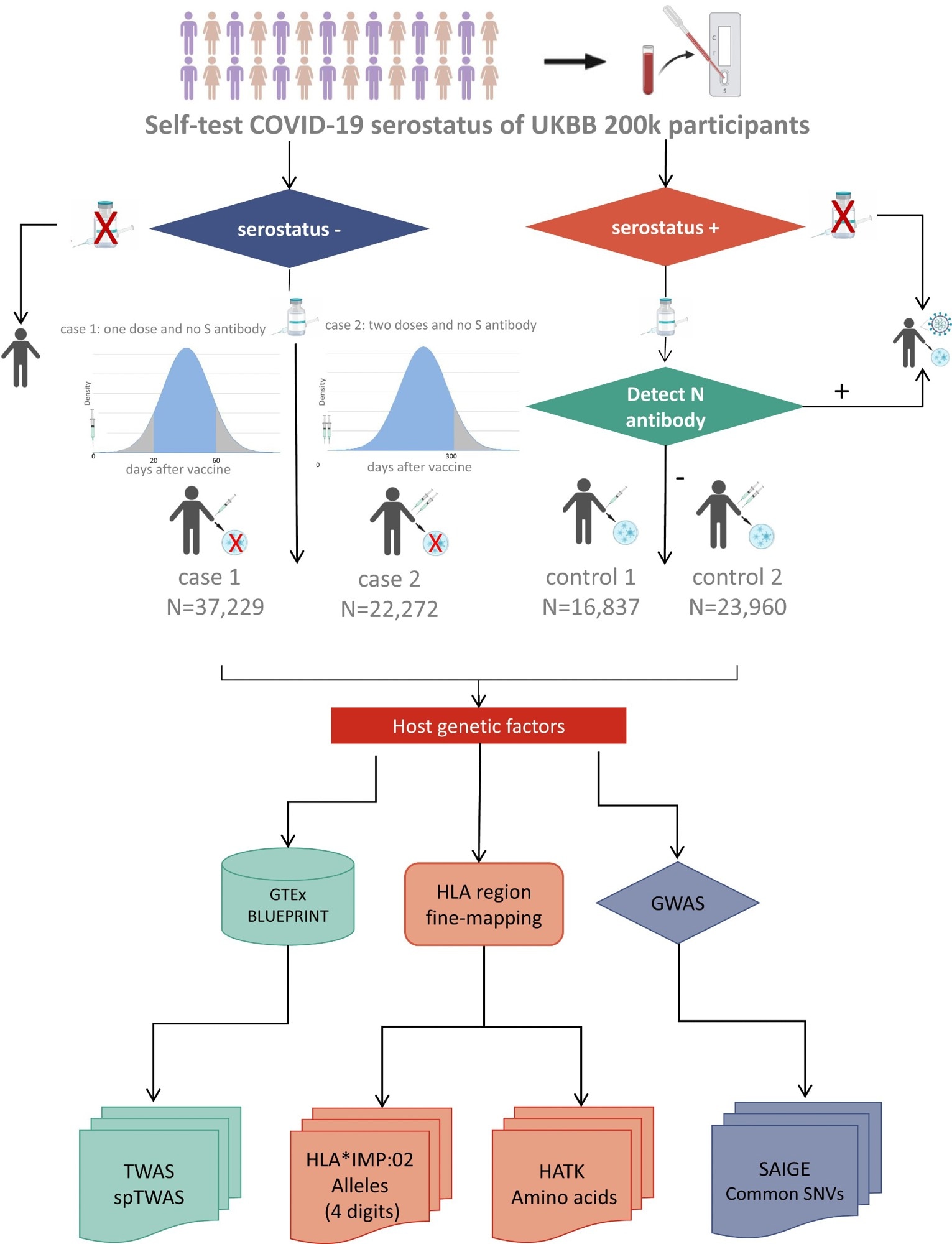 Flow chart describing phenotype definition and primary analyses