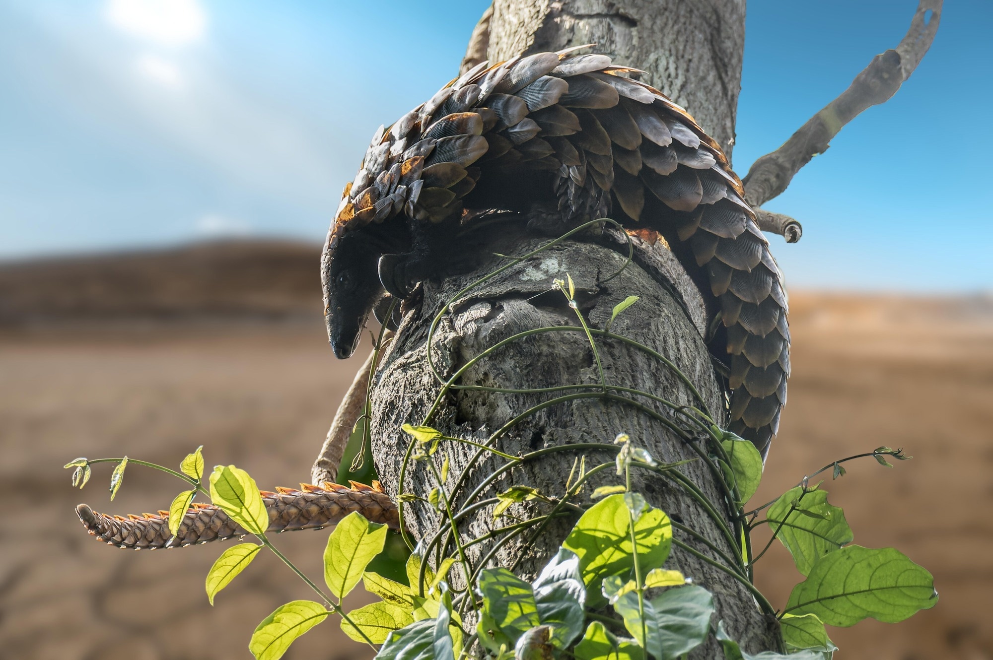 An RNA-Seq analysis of coronavirus in the skin of the Pangolin