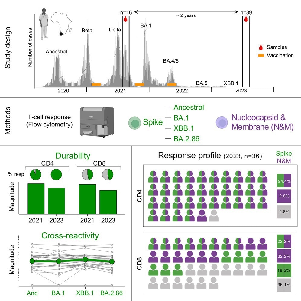 Study: Post-pandemic memory T cell response to SARS-CoV-2 is durable, broadly targeted, and cross-reactive to the hypermutated BA.2.86 variant