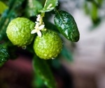 Unlocking the anti-inflammatory secrets of bergamot byproducts
