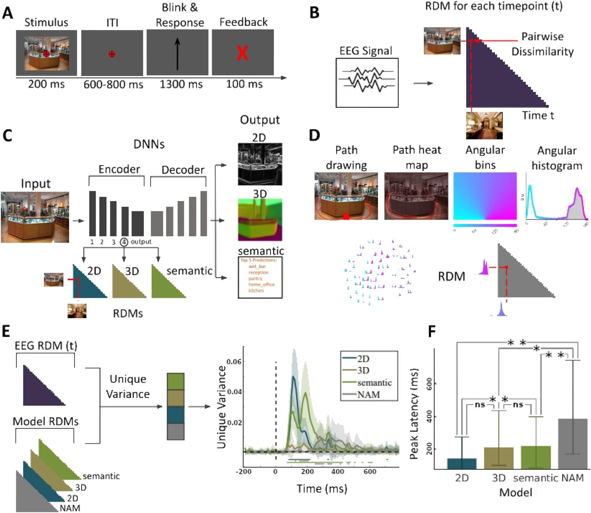 (A) EEG paradigm. Participants viewed 50 images of indoor scenes and were asked to mentally plan possible exit paths through the scenes. On interspersed catch trials participants had to respond whether the exit path displayed on the screen corresponded to any of the exit paths from the previous trial. (B) EEG RDMs. We computed RDMs for each EEG time point (every 10 ms from − 200 to + 800 ms with respect to image onset). (C) DNN RDMs. We calculated RDMs from the activations extracted from the 4th block and output layer of a ResNet50 DNN trained on 2D, 3D, and semantic tasks. (D) NAM model and RDM5. (E) Variance partitioning. We calculated the unique EEG variance explained by each of the models, revealing different temporal activation patterns. Lines below the plots indicate significant times using t-test (FDR corrected p < 0.05). (F) Peak latencies of different models. Error bars indicate the 95% confidence interval. For significance testing, we applied bootstrapping followed by FDR correction. We found no significant differences between the correlation peak latency between 2D and 3D models or 3D and semantic models. However there were significant differences between 2D and semantic models, 2D and NAM models), 3D and NAM models, and semantic and NAM models).