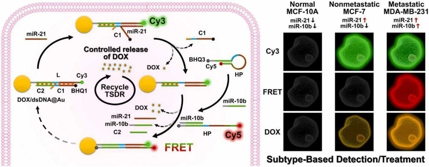 New Method for Detecting and Treating Breast Cancer Subtypes