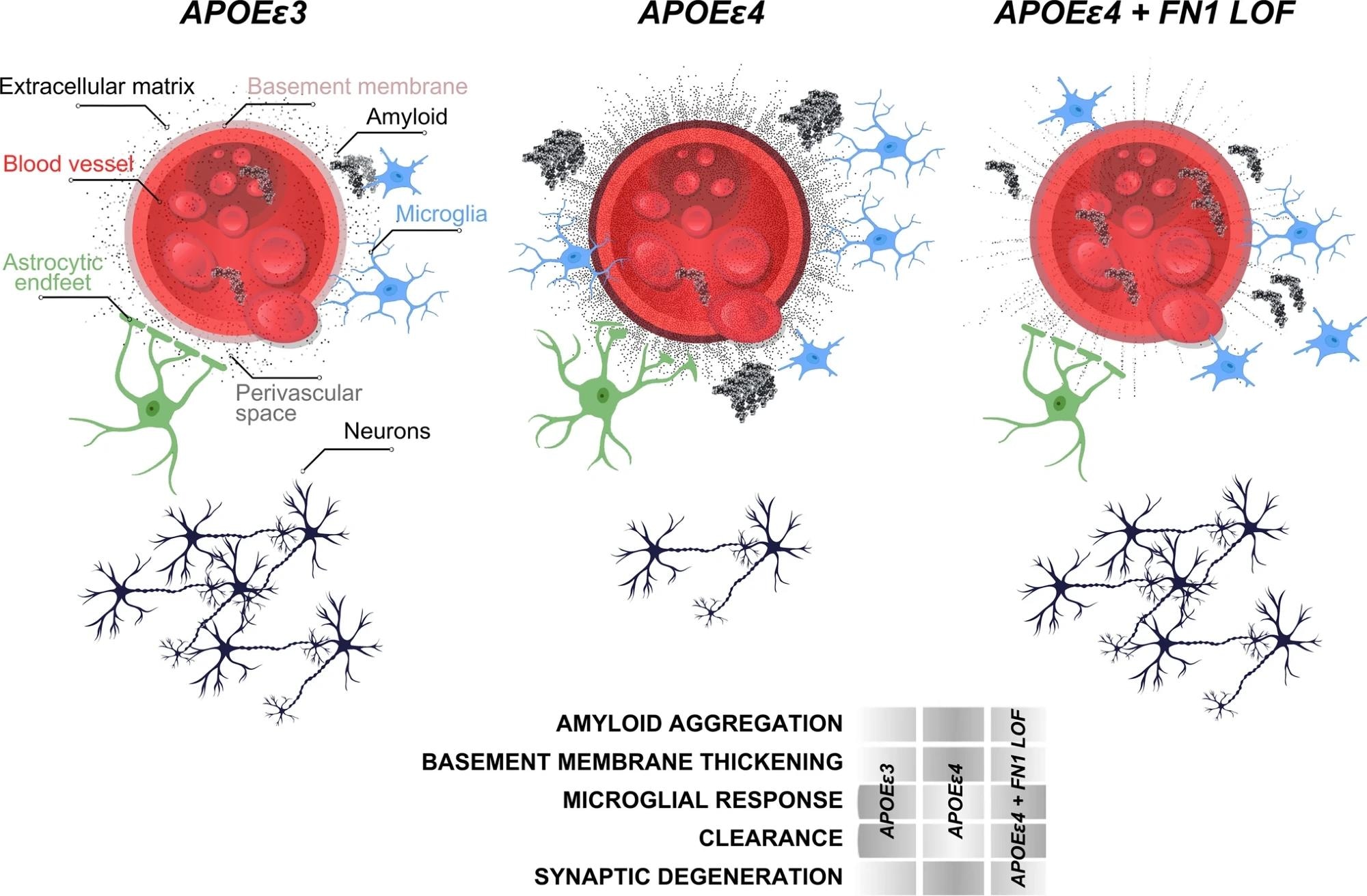 Schematic abstract for the protective effect of FN1 variants. Study: Rare genetic variation in fibronectin 1 (FN1) protects against APOEε4 in Alzheimer’s disease