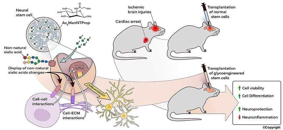 Modified sugar molecules boost stem cell therapy for brain repair after cardiac arrest