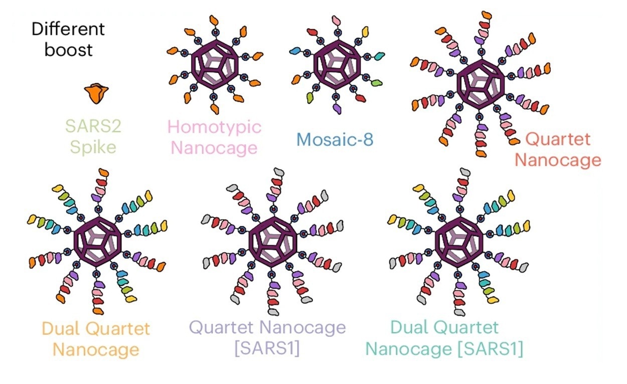 Summary of timeline and antigens for this set of immunizations.. Study: Proactive vaccination using multiviral Quartet Nanocages to elicit broad anti-coronavirus responses