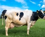 Study shows cows harbor both human and avian flu receptors in their mammary glands