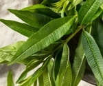 Lemon verbena extract boosts sleep quality