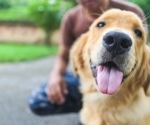 Study finds service dogs reduce PTSD, anxiety, and depression in veterans