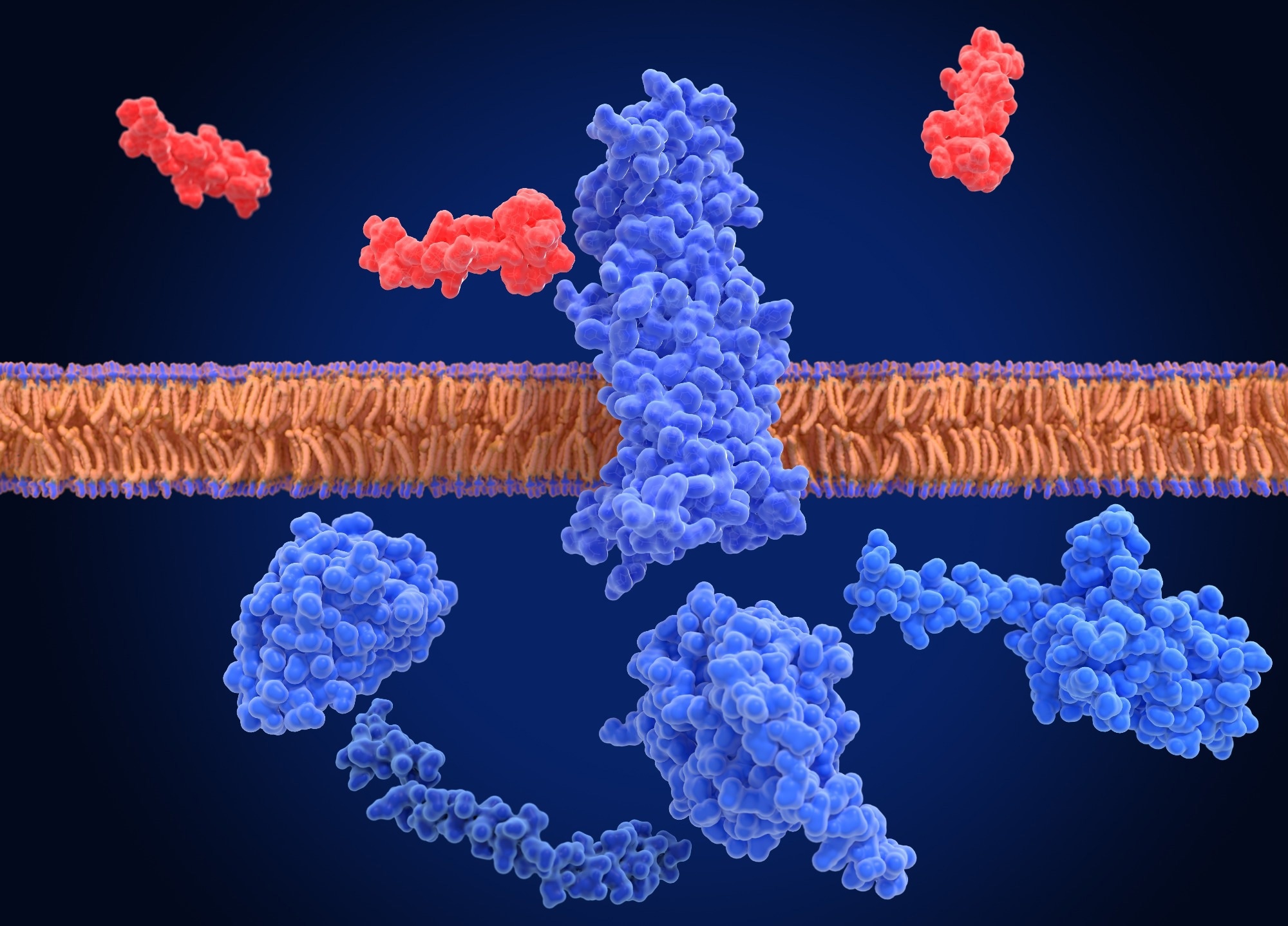 GLP-1 receptor, inactivated and surrounded by an agonist (semaglutide, red) and G-proteins. Image Credit: Juan Gaertner / Shutterstock. Review Article: Efficacy and Safety of GLP-1 Medicines for Type 2 Diabetes and Obesity