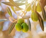 Ethanolic extracts from olive leaves show promise in combating cancer and infections