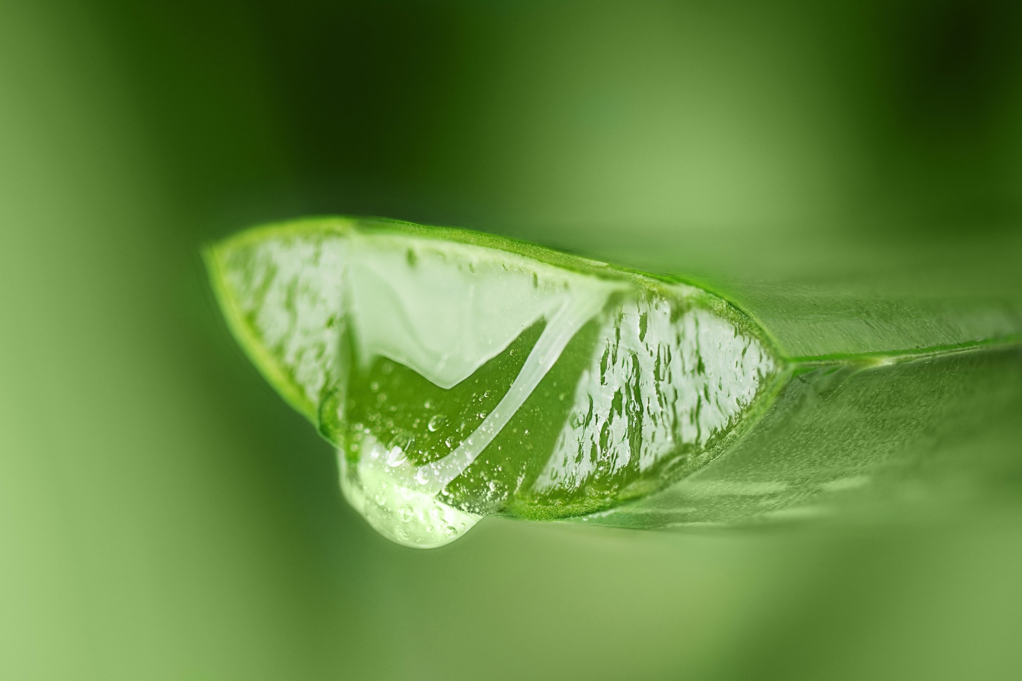 Aloe vera leaf with aloe gel. Image Credit: Inna Dodor / Shutterstock