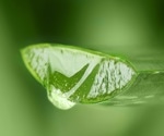 How Aloe vera's medicinal properties make it essential in medicine, cosmetics, and food products
