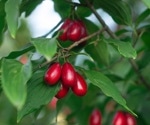 The effect of supplementation with cornelian cherry on different cardiometabolic outcomes