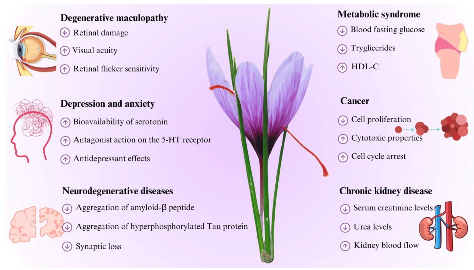 Potential beneficial effects of C. sativus L. in internal medicine. Abbreviations: ↑, increase or improvement; ↓, decrease; 5-HT, serotonin; HDL-C, high-density lipoprotein cholesterol.