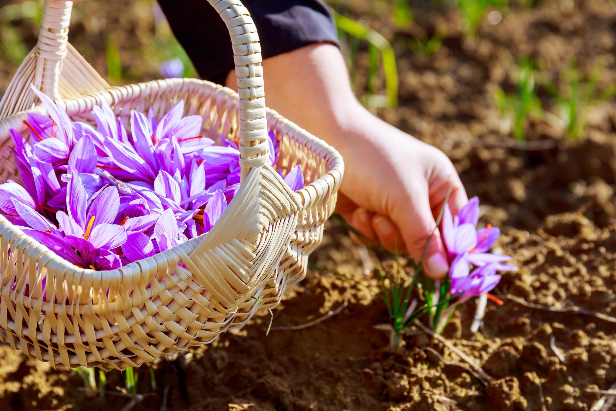 Review: Saffron (Crocus sativus L.) and Its By-Products: Healthy Effects in Internal Medicine. Image Credit: ZhakYaroslav / Shutterstock