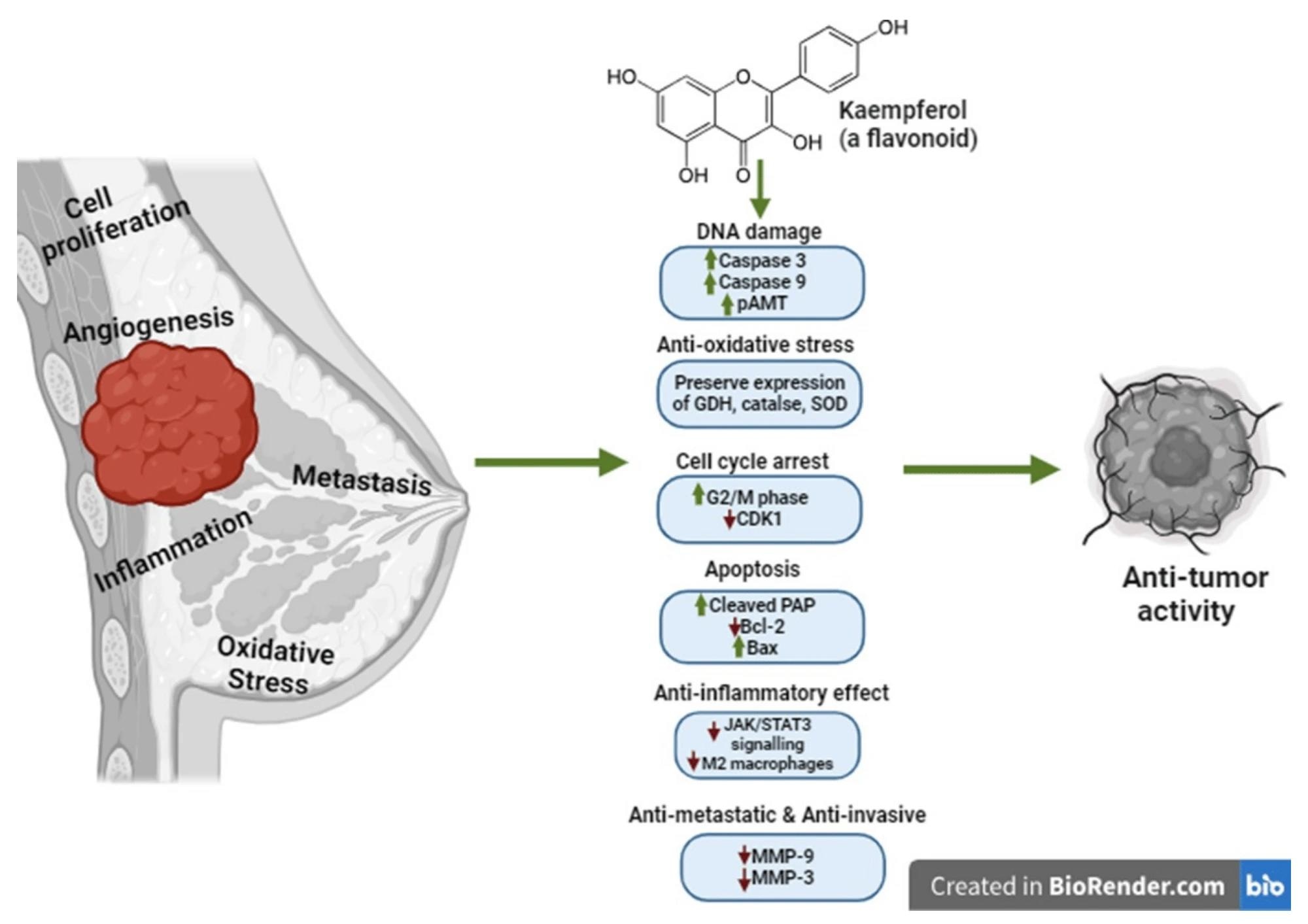 The effect of the flavonoid kaempferol on the development and progression of breast cancer. Green arrows indicate induction and red arrows indicate inhibition.