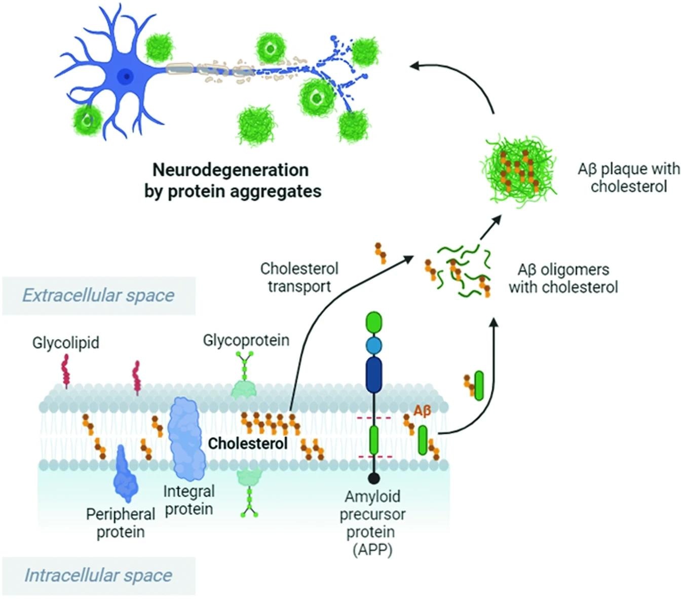Cholesterol enhances and accelerates APP cleavage by Bace1, leading to increased Aβ oligomer and plaque formation. Cholesterol binds to Aβ and increases the resistance of Aβ fibrils and oligomers to degradation. Cholesterol imbalance and high extracellular cholesterol levels can stimulate the production and accumulation of Aβ peptides, which cause Aβ oligomer formation and aggregation in the brain, resulting in neuronal damage. This image was created with BioRender.com. Study: Cholesterol imbalance and neurotransmission defects in neurodegeneration.