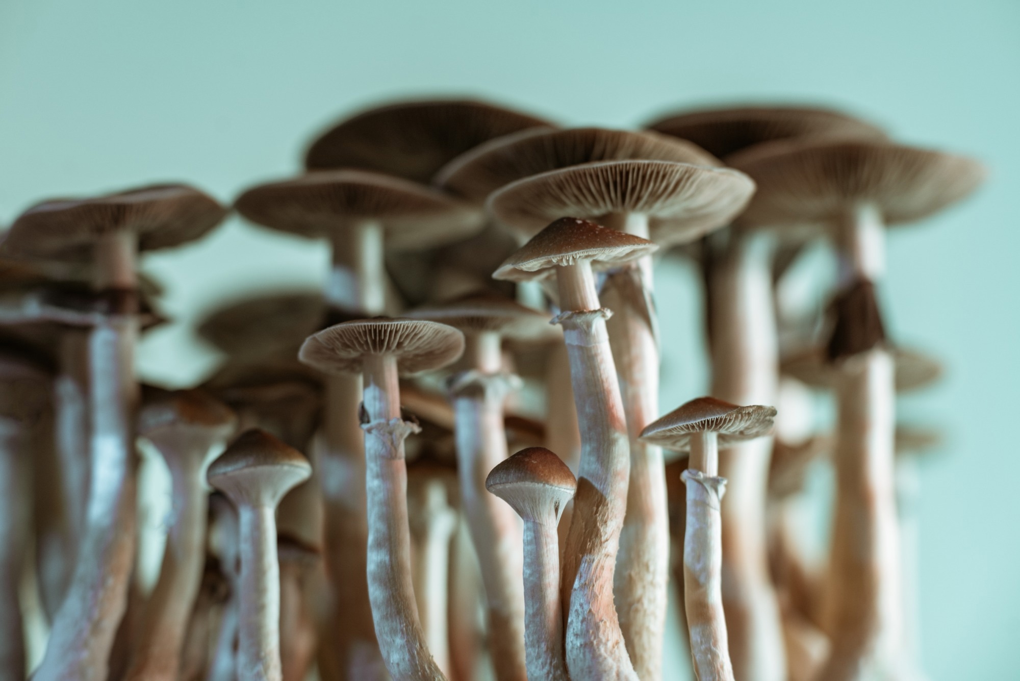 Study: Comparative oral monotherapy of psilocybin, lysergic acid diethylamide, 3,4-methylenedioxymethamphetamine, ayahuasca, and escitalopram for depressive symptoms: systematic review and Bayesian network meta-analysis. Image Credit: YAR Photographer / Shutterstock.com